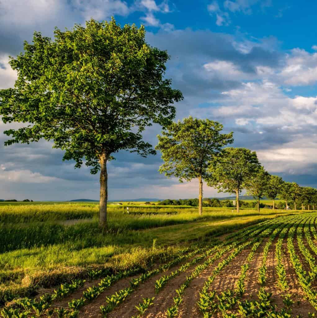 Crops growing in a farm field