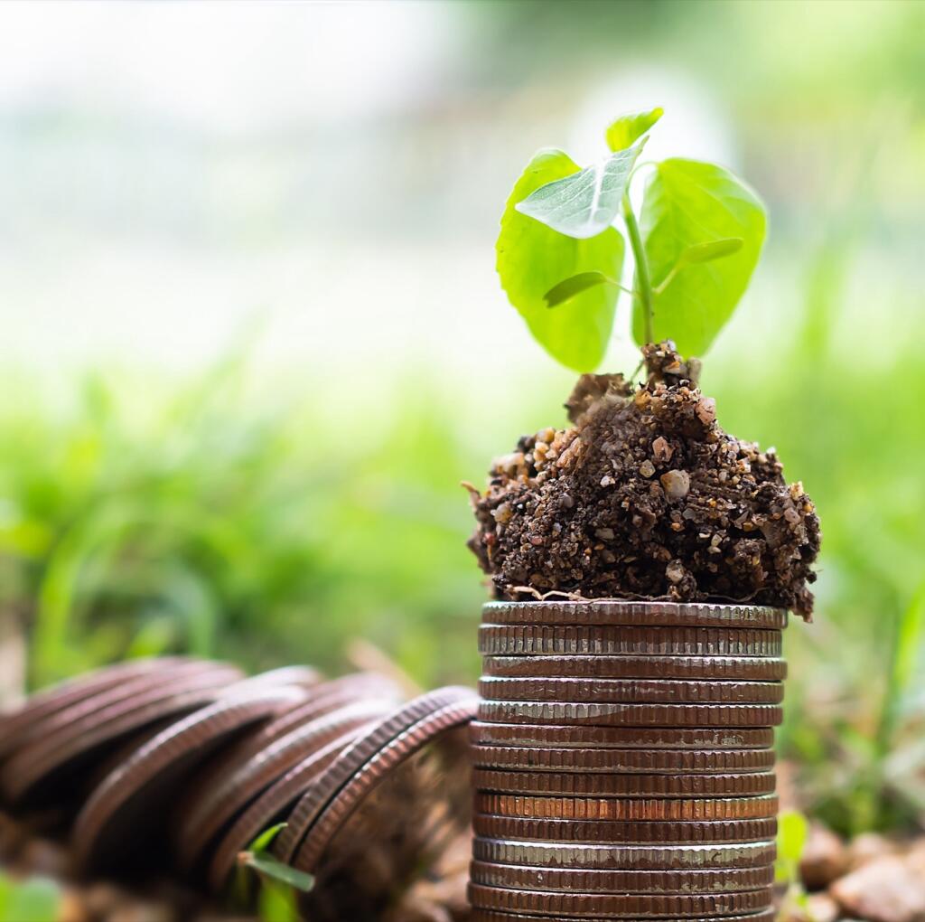 Plant growing from a stack of coins